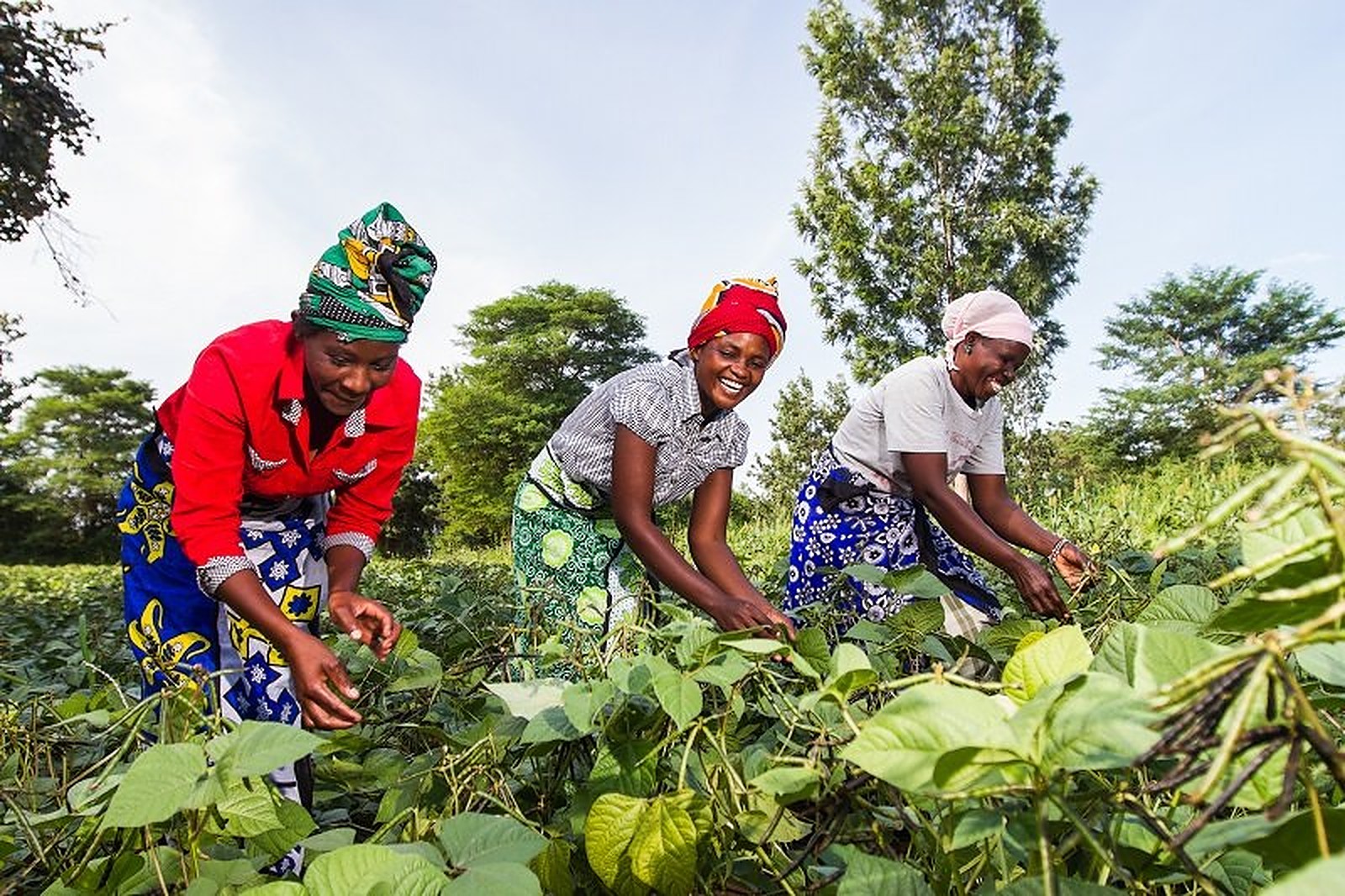 Group of diverse African farmers with crops with '1M farmers by 2030' overlay